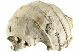Pliocene Aged, Fossil Gastropod (Ecphora) - Florida #189552-1